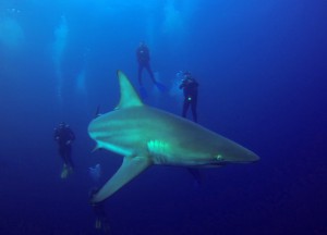 Blacktip shark around divers
