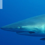 blacktip-oceanic-shark-10