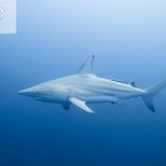 blacktip-oceanic-shark-8
