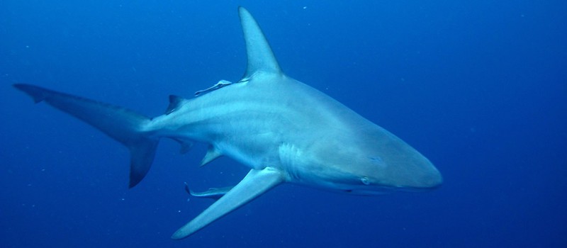 A blacktip shark from the baited dive