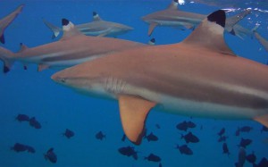 Blacktip sharks in French Polynesia - Photo by: Jon Rawlinson