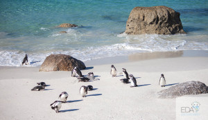The penguins of boulders beach
