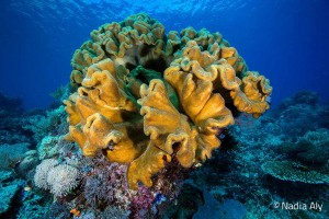 Coral in Raja Ampat - Photo credit: Nadia Aly