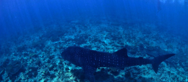 Diving and snorkeling with the whale sharks