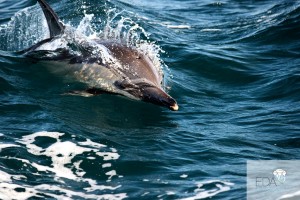 A dolphin during the Sardine Run
