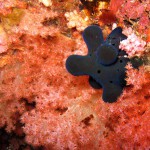 Five Fingered Blue Nudibranch