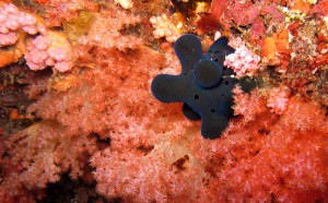 Five Fingered Blue Nudibranch
