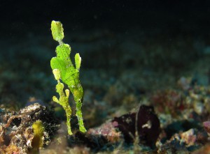 Two ghost pipefish