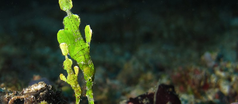 Two ghost pipefish