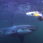 A great white shark attacking a decoy seal