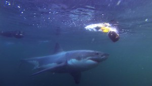 A great white shark attacking a decoy seal