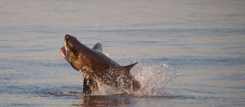 A great white shark jumping out of the water in South Africa