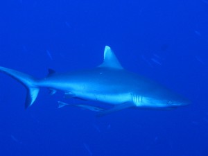 A grey reef shark in Maldives - Photo Credit: Andrea Panizza
