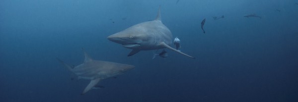 Who Else Wants to Dive With Sharks? The 10 Top Locations
