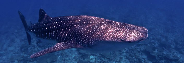 Whale shark of the Maldives