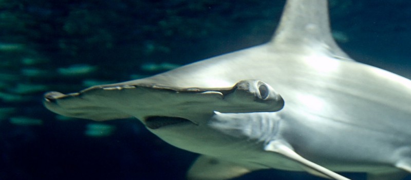 Hammerhead shark - Photo credit: su neko