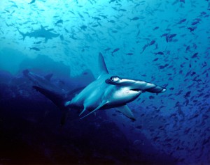 Hammerhead sharks in Cocos Island - Photo by: Barry Peters