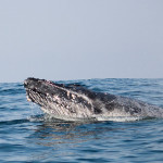 A close humpback whale breaching