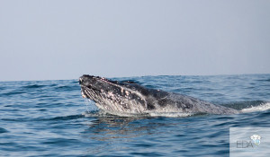 A close humpback whale breaching