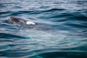 A whale close to our boat