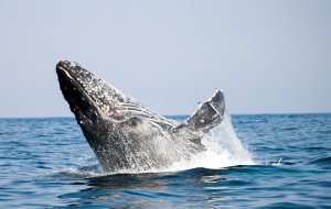 A humpback whale breaching at the Sardine Run