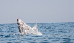 June / July is the best time to see humpback whales