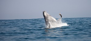 A humpback whale at the Sardine Run