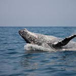 A humpback whale swimming on the surface
