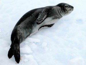 Leopard seal - Photo credit: Serge Ouachée