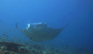 Mantas can be often found in the kandus
