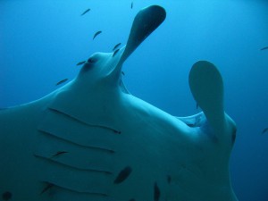 A manta ray from the Maldives