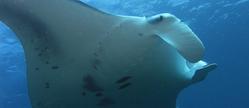 A manta ray from Maldives