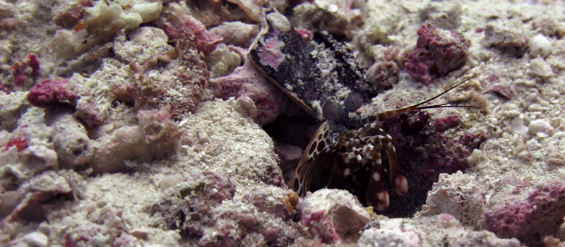 The head of a mantis shrimp