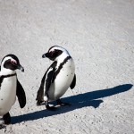 Penguins in Boulders Beach