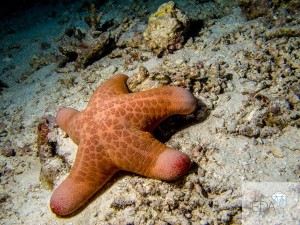 A pin cushion starfish