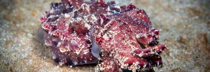 A pink cuttlefish - Photo credit: Nadia Aly