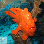 A red frogfish