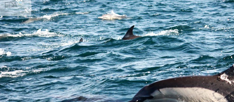 Dolphins at the sardine run