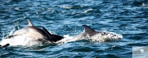 Dolphins jumping at the sardine run