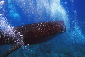 Maldives is a great place to dive with whale sharks