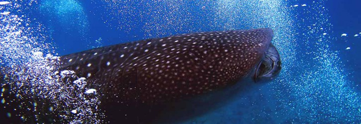 Maldives is a great place to dive with whale sharks