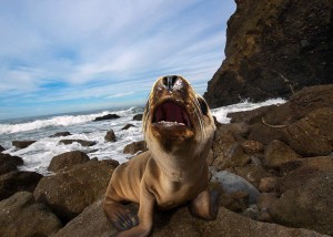 A sea lion in California - Photo credit: Orbitgal