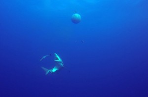 A blacktip shark trying to catch a remora