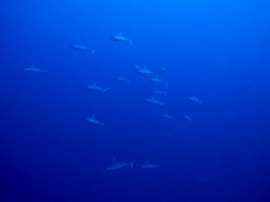 Sharks in Ari Atoll