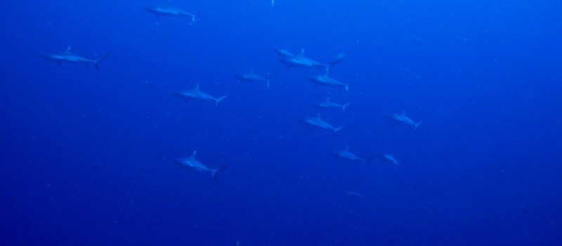 Sharks in Ari Atoll