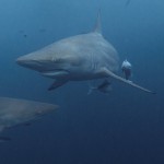 Shark diving in South Africa