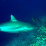 One of the grey reef sharks of Shark Thila