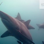 Baited dive in South Africa