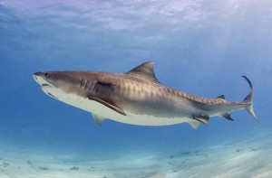 A tiger shark - Photo credit: Albert Kok