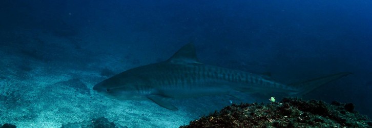 Tiger shark - Photo credit: Andres Venegas